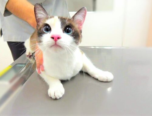 病院で診察中に獣医師の隙を見て上手く逃げる子猫💉