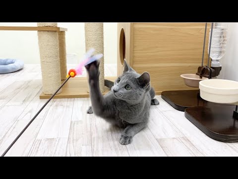 ロシアンブルー　子猫　高速猫パンチがかわいいです！