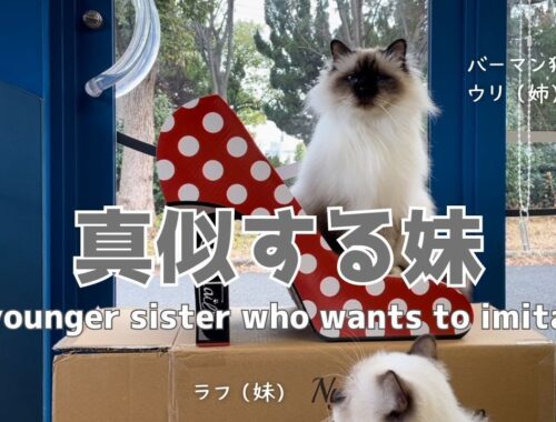 バーマン猫ウリとラフ【真似する妹】A younger sister who wants to imitate（バーマン猫）Birman/Cat