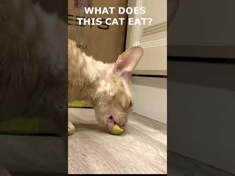 The cat eats an olive and he loves it!