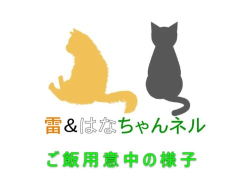 ご飯準備中の様子【サイベリアン・日本猫】