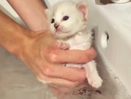 Tiny Orphaned Kittens Enjoy Their Bath