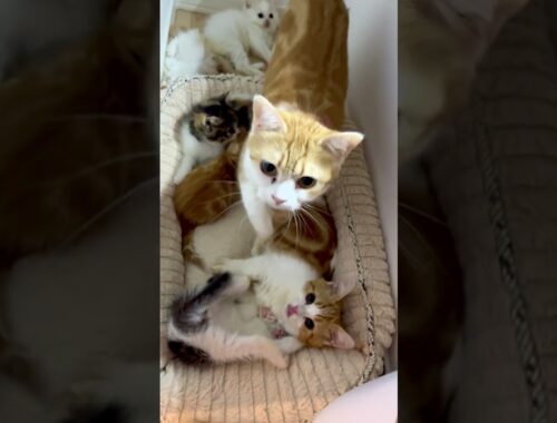 【子猫　マンチカン】自由にくつろぐ子猫達が可愛い❤️で、最後は隠れ家に集合🐈。#​​​​子猫​​​​​​​​​＃猫＃かわいい子猫