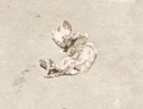 A withered kitten left to die in the hot sun, finally waited for a savior!