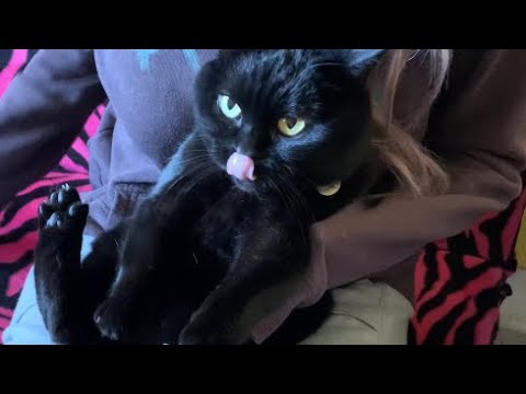 可愛すぎる猫の爪切り☆ Black bombay cat（黒のボンベイ猫）