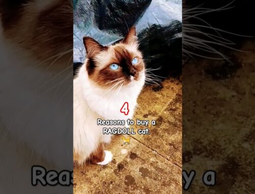 4 Reasons to buy a RAGDOLL CAT 🐈 😻 | #shorts #ytshorts #cat #ragdoll #reason #list #cutecat #kitty