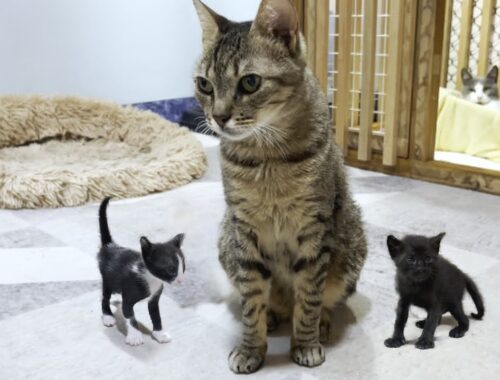 Big cat becomes popular among mischievous tiny kittens who are not related by blood