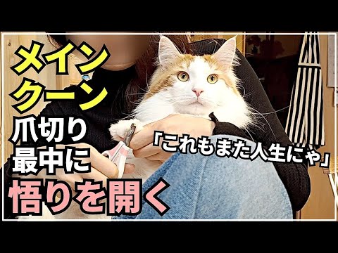 猫が苦手な爪切りを克服した大型猫メインクーン 猫が苦手な爪切りを克服した大型猫メインクーン