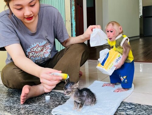 BiBi helped Mom apply medicine to the poor kitten