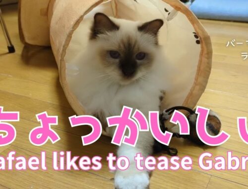 バーマン猫ラフとガブ【ちょっかいしぃ】Rafael likes to tease Gabriel（バーマン猫）Birman/Cat