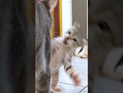 Adorable mischievous rescued kitten attacked the big cat #shorts