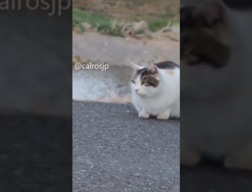 cats in japan 猫日本 VOICEVOX:ずんだもん
