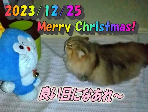 ドラえもんとお話をしてお互いの幸せを祈るペルシャ猫のひとみです。Persian cat Hitomi's relaxing days 2023/12/25