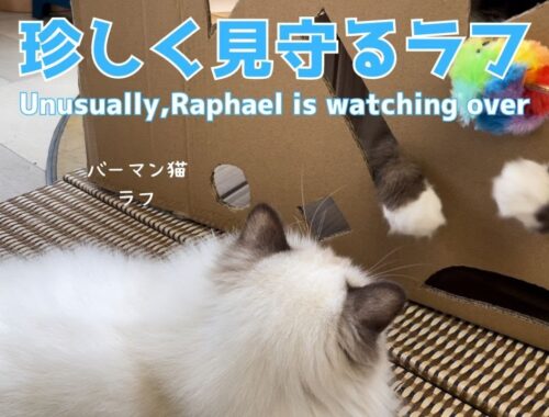 バーマン猫ラフとガブ【珍しく見守るラフ】Unusually,Raphael is watching over（バーマン猫ラフ）Birman/Cat