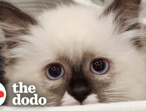 Everything This Girl Thought She Knew About Cats Was Wrong | The Dodo