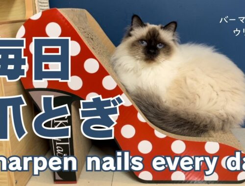 バーマン猫ウリ【毎日爪とぎ】Sharpen nails every day（バーマン猫）Birman/Cat