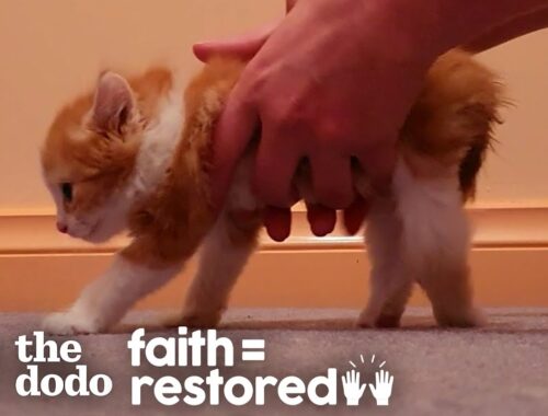 Kitten Who Couldn't Even Stand Decides He Wants To Walk | The Dodo