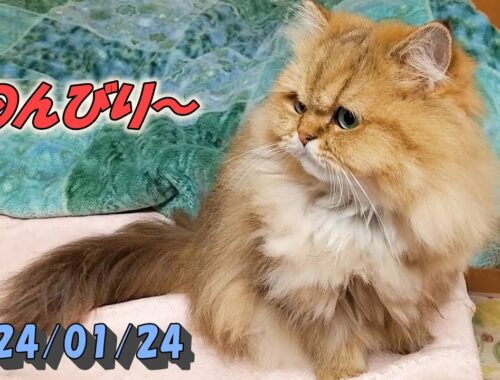 朝食の後、部屋でのんびりするペルシャ猫のひとみです。Persian cat Hitomi's relaxing days 2023/01/24