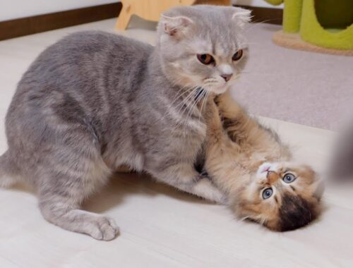 A cute kitten that attacks its mother cat but fights back.