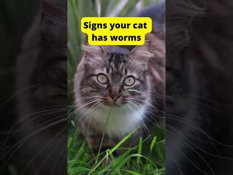 Signs your cat has worms 🐈 #cat #catfacts #cats #catsoftiktok #catsofinstagram