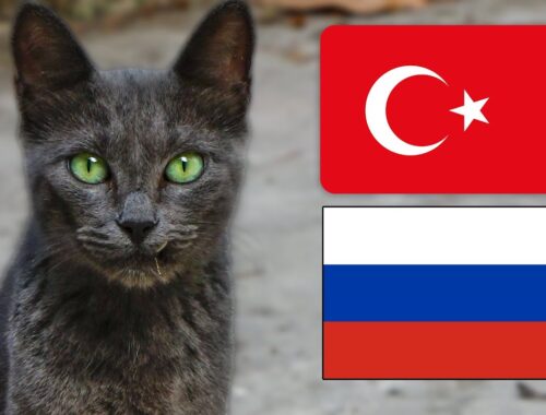 Russian blue cat lives on the streets of istanbul