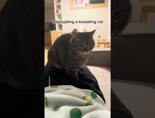 Interrupting a kneading cat, but still can't stop! #shorts #funny #cat