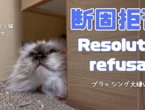 バーマン猫ミカ【断固拒否】Resolute refusal（バーマン猫）Birman/Cat