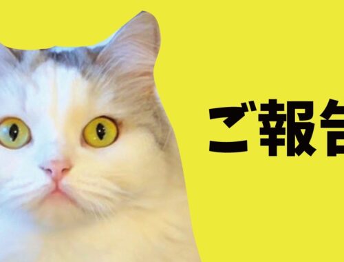 つくしからみなさんにご報告があります【関西弁でしゃべる猫】【猫アテレコ】