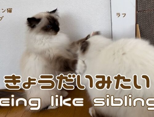 バーマン猫ガブとラフ【きょうだいみたい】Being like siblings（バーマン猫）Birman/Cat