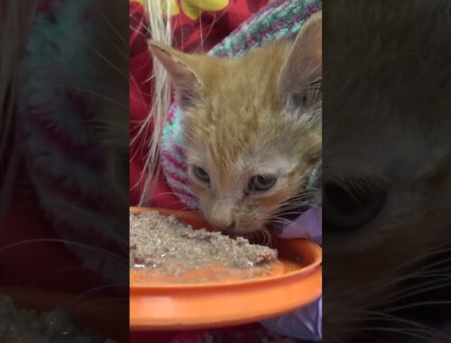 Kitten is alive because of you! MUST SEE full rescue video is here: www.HopeForPaws.org