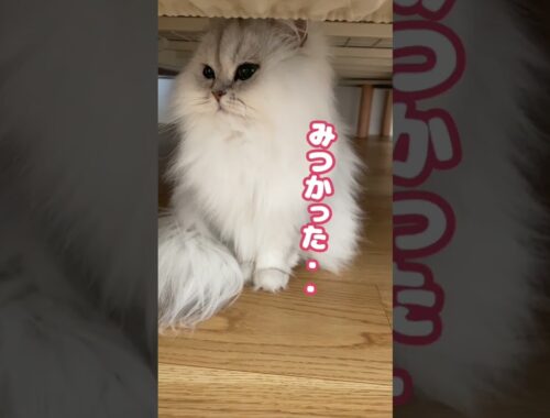【猫動画】ペルシャ猫のかくれんぼが・・ #shorts