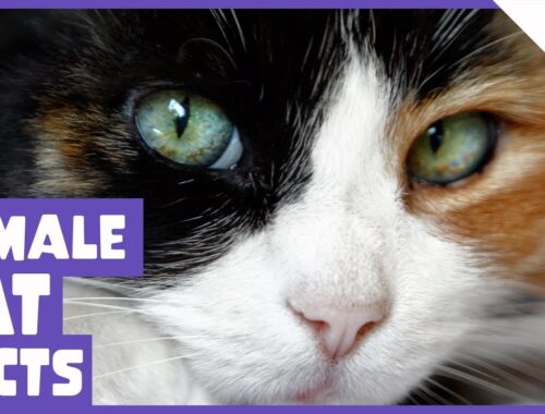 6 Facts About the Female Cat!