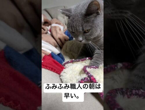 ふみふみ職人の朝は早い              #シャルトリュー #kawaii #cat #猫 #ねこ#chartreux #japan #かわいい