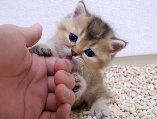 Cute kitten fascinated by the taste of its owner's fingers.