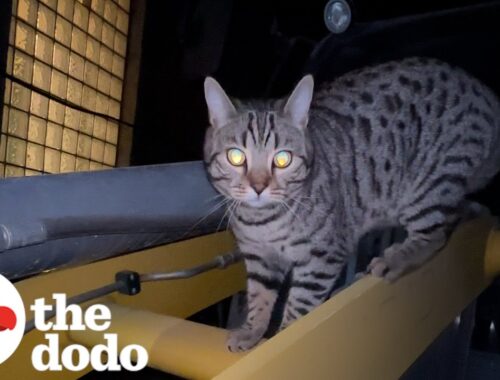 Guy Makes A Private Elevator For His Cat | The Dodo