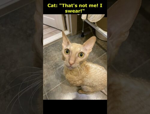The cat is the prime suspect! But he denies his guilt completely! Сat's pranks. Cat memes.