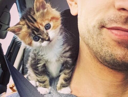 Orphaned Kitten Sneaks Into a Man's Heart And Adopts Him