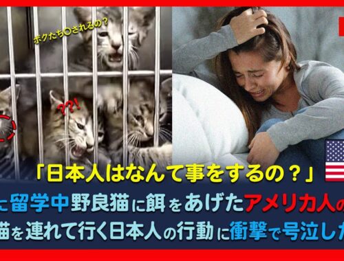 日本に留学中、野良猫餌をあげたアメリカ人の学生　突然猫を連れて行く日本人の行動に衝撃で号泣した理由