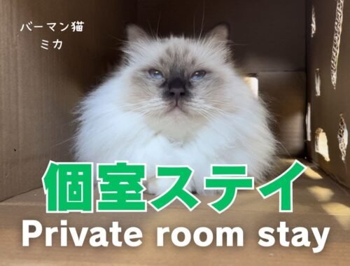 バーマン猫ミカ【個室ステイ】Private room stay（バーマン猫）Birman/Cat