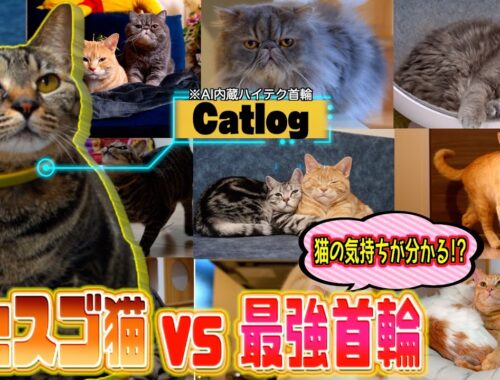 日本一運動神経が良い猫たちの身体能力を測ってみた結果…。