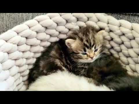 Kitten Violently Falls Asleep