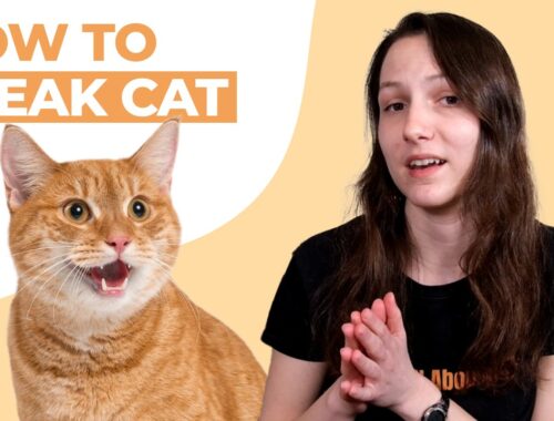How to Speak Cat: Tips to Communicate With Your Cat
