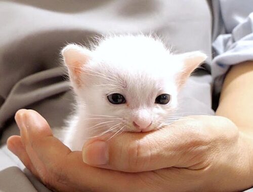 白い小さな子猫ちゃんはお転婆になりそうな予感がします【赤ちゃん猫　保護猫】