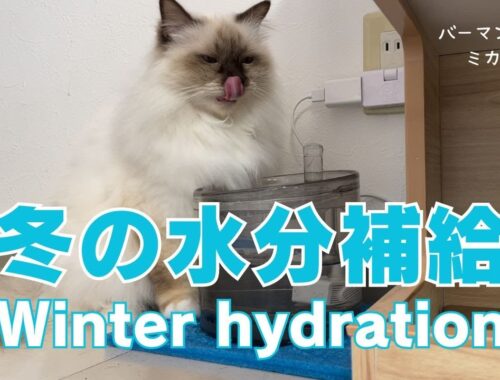 バーマン猫ミカ【冬の水分補給】Winter hydration（バーマン猫）Birman/Cat