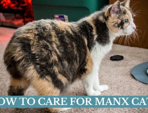 How to care for Manx cats updated 2021 || Manx cats facts || Manx cats care