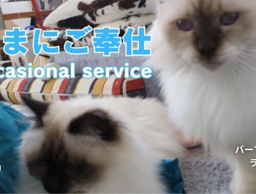 バーマン猫ラフとウリ【たまにご奉仕】Occasional service（バーマン猫）Birman/Cat