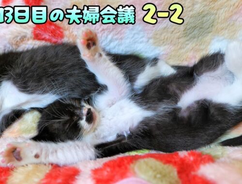 道路のずぶ濡れ子猫保護13日目の夫婦会議【2-2】