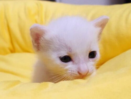 白い小さな子猫にお兄ちゃん達ができました【赤ちゃん猫　保護猫】