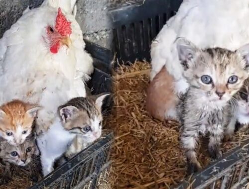 Hen Adopted Orphaned Kittens, Gently Enveloping Them With Her Wings