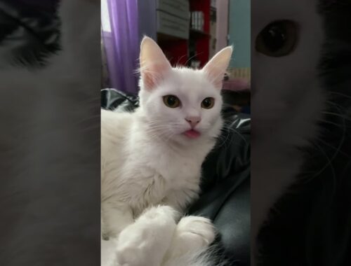 Tongue of a cat  lives its own life